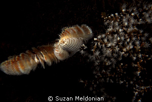 On March 18th, under a full moon, at night, hundreds of R... by Suzan Meldonian 